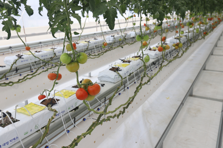 스마트팜 작물(토마토) 생장 환경 실증 모습. 기계연 제공