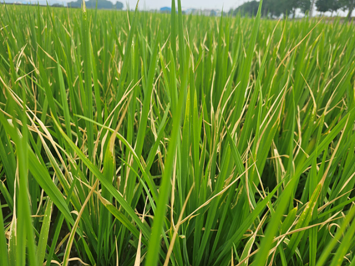 도열병 피해 모습. 아산시 제공