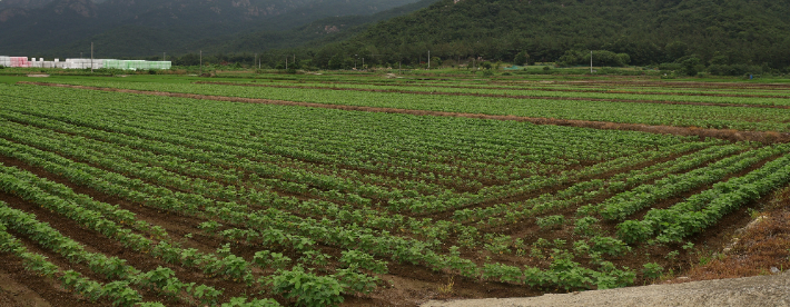 전략작물-영암 군서면 논콩단지. 전라남도 제공