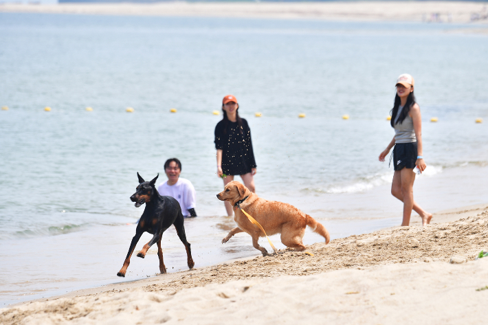 구산해수욕장 펫비치. 울진군 제공