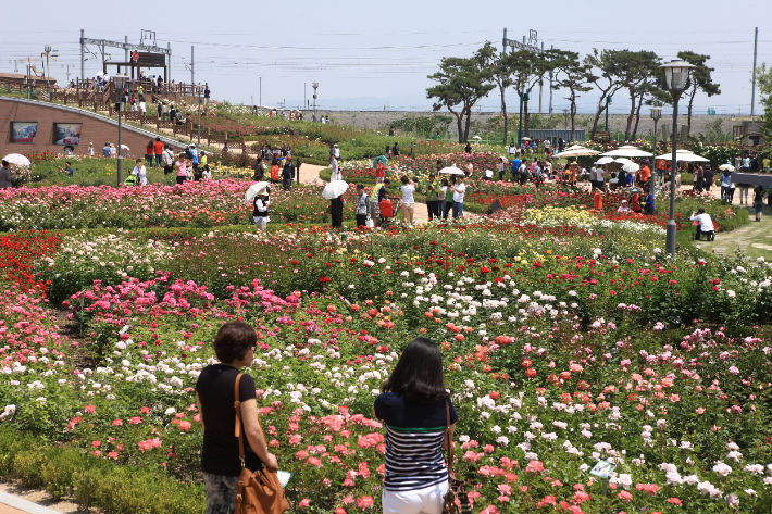 전남 여행지- 곡성 장미정원. 전라남도 제공