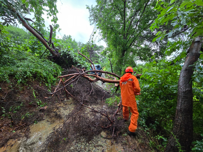 17일 오전 11시 52분쯤 완주군 고산면의 한 도로에서 비와 바람을 견디지 못한 나무가 쓰러져 도로를 막았다. 사진은 현장에 출동한 소방대원이 나무를 제거하는 모습. 전북소방본부 제공