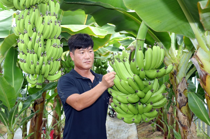 정읍시 정우면 소재 박정현 농장주가 '손끝바나나' 재배에 성공했다. 정읍시 제공