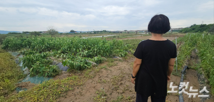 [르포]"온통 진흙탕이라…" 300㎜ 물폭탄 충북 농가 '망연자실'