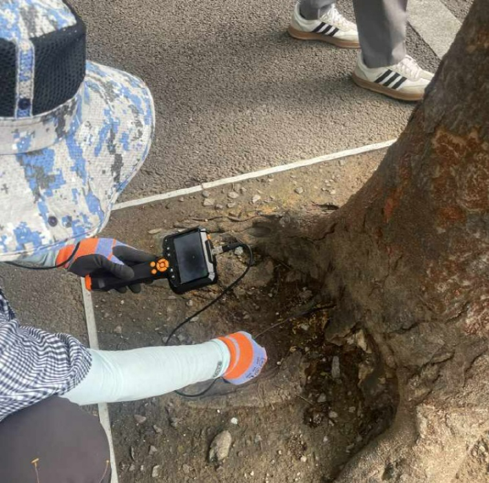 금당지구 일대에 식재된 느티나무 가로수를 대상으로 위험성평가를 진행하고 있다. 순천시 제공