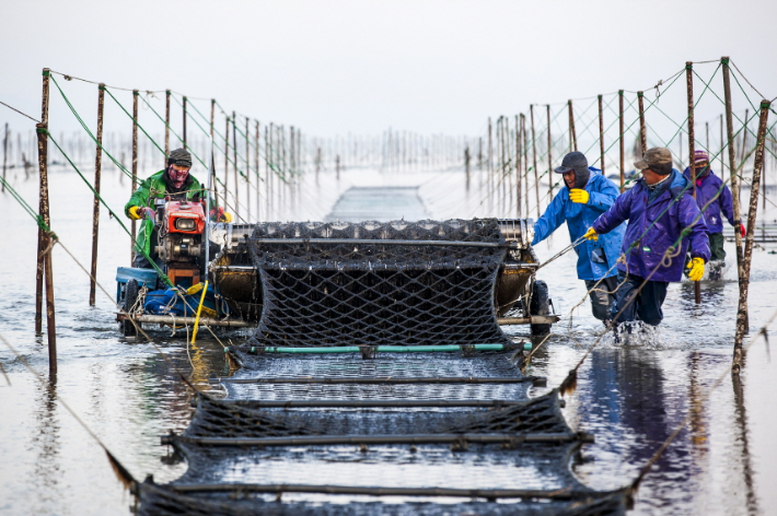 고창군 지주식 김 양식 수확 현장. 고창군 제공
