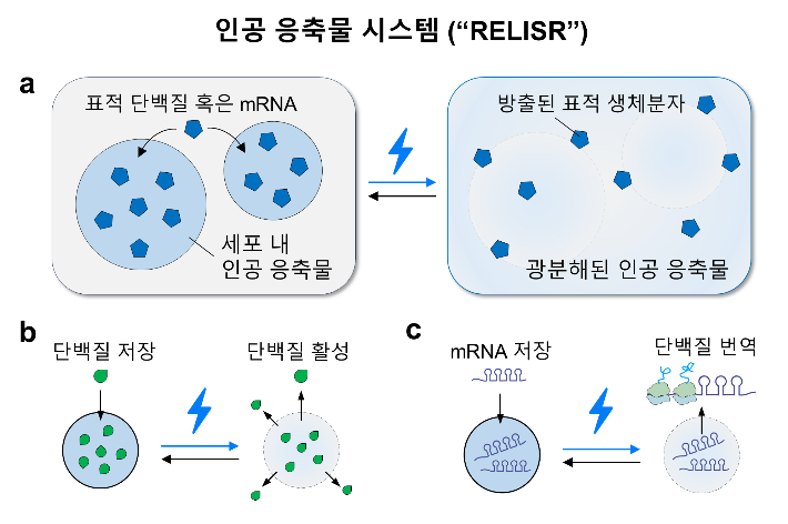 인공 응축물 시스템 (RELISR) 개요. KAIST 제공
