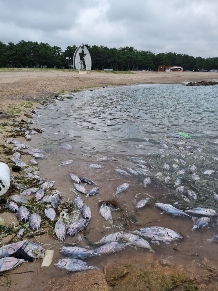 조업 쿼터량을 넘어 영덕 해안에 버려진 참치. 영덕군 제공