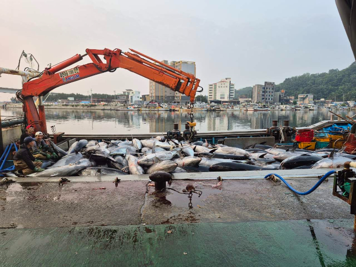 지난 7월 초 대량 포획된 참다랑어. 영덕군 제공