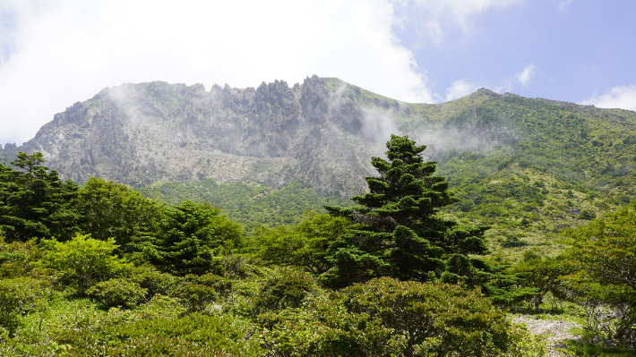 제주 한라산 구상나무 대표목. 제주도 