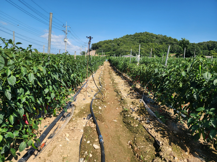 폭염 대비-고추 관수 설치. 전라남도 제공