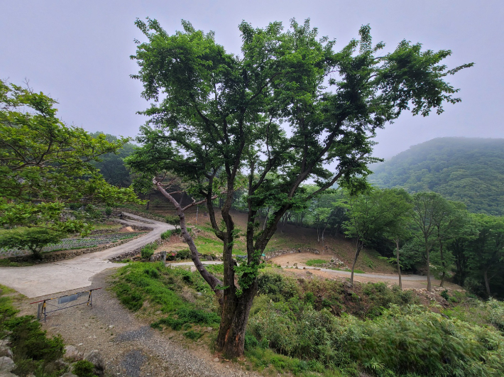 양산 산뽕나무. 경남도청 제공 