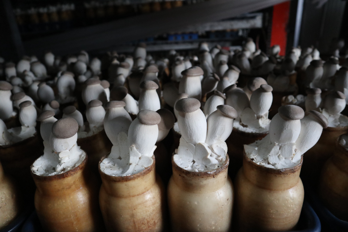 버섯 '단비'. 경남도청 제공 