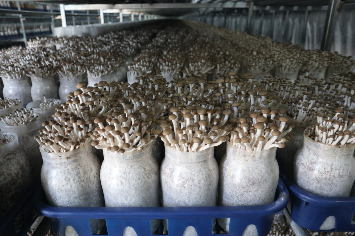 버섯 '햇살 7호'. 경남도청 제공 