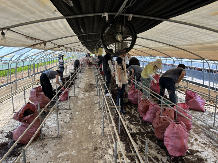광주광역시는 24일 집중호우로 피해를 입은 북구와 광산구 일대 농가에서 자원봉사활동을 펼쳤다. 광주시 제공