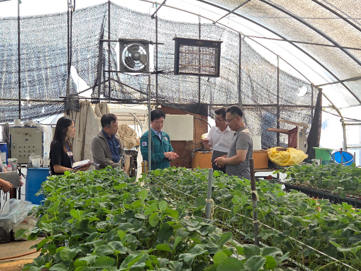 국립원예특작과학원은 지난 23일 집중호우 피해를 입은 논산 딸기 농가를 점검했다. 농촌진흥청 제공