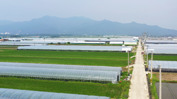 전남 곡성의 멜론 재배지 전경. 노컷TV 캡처