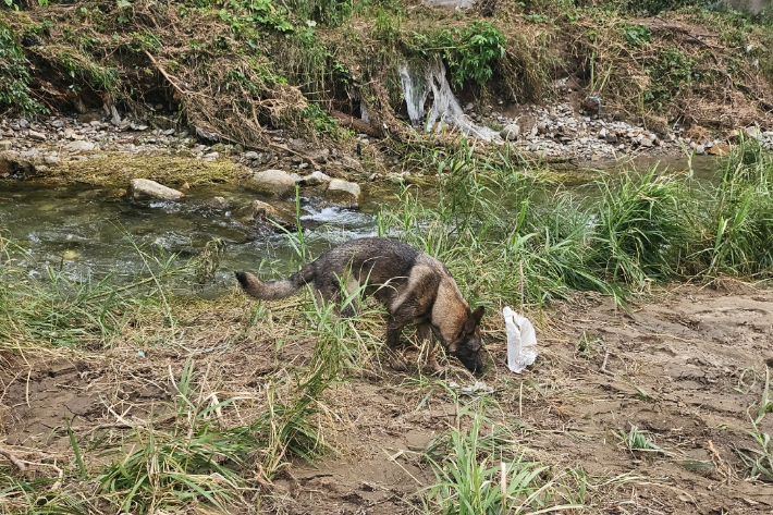 강원소방본부 소속 구조견이 경기 가평군 일대에서 실종자 수색에 나선 모습. 강원소방 제공