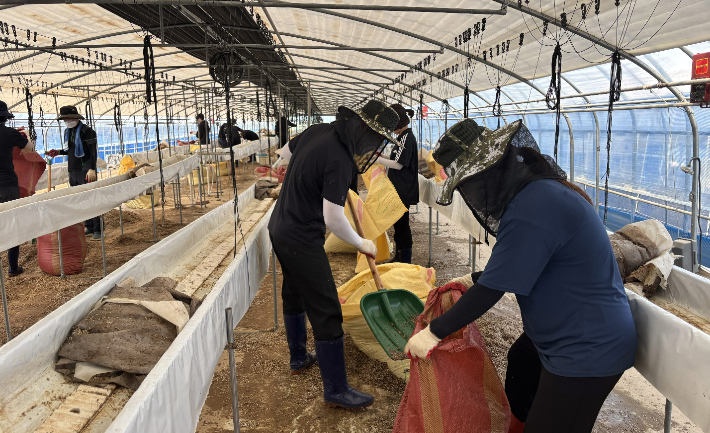 전라남도 공무원들이 24일 담양 토마토 폭우 피해 농가에서 피해 복구 일손 돕기에 나섰다. 전라남도 제공