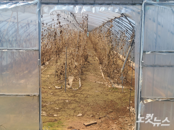 호우 피해를 입은 충남 예산군의 한 비닐하우스. 김정남 기자