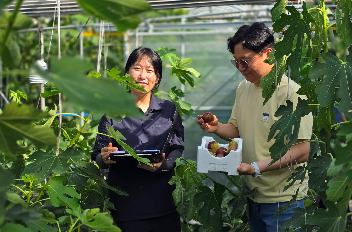 전라남도 농업기술원 관계자들이 무화과 작황 조사를 하고 있다. 전라남도 농업기술원 제공