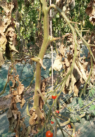 토마토 녹응애 피해. 농촌진흥청 제공