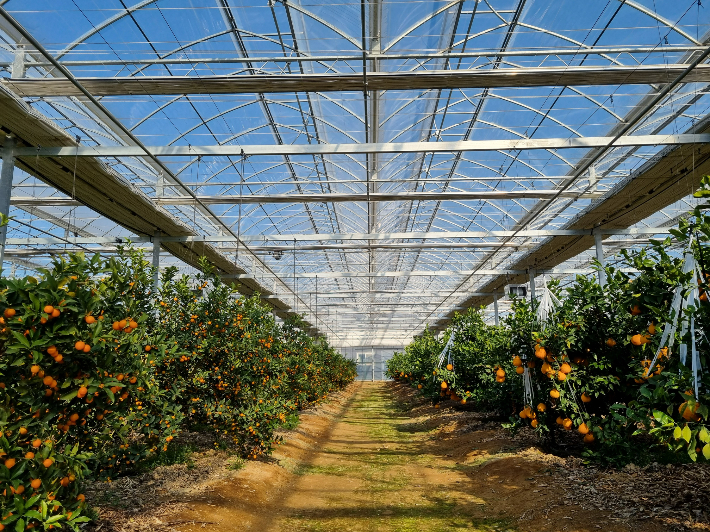 실증시험포 감귤 온실. 진천군 제공
