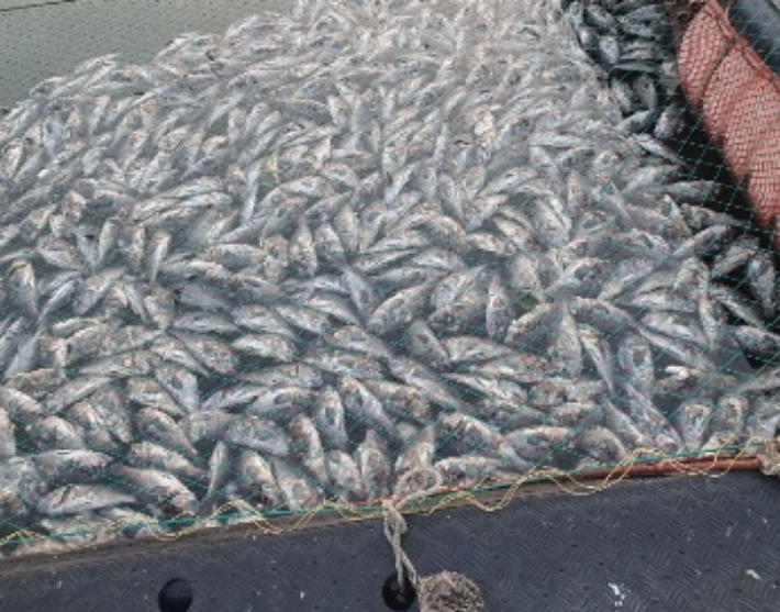 지난해 고수온 피해. 충남도 제공
