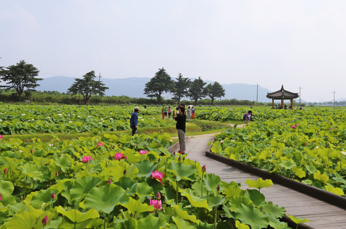 동궁과월지 연꽃단지. 경주시 제공
