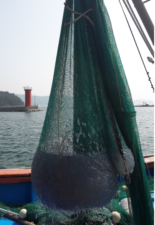 해파리 구제사업. 경남도청 제공 