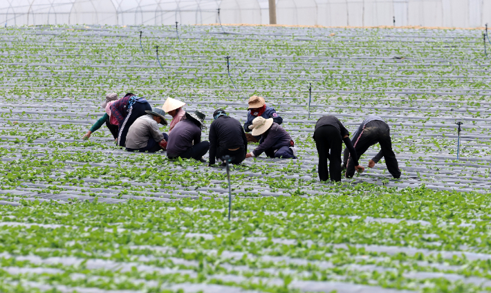 16일 강원 강릉시 왕산면 대기리 고랭지 채소밭에서 노동자들이 보식과 솎아내기 작업을 하고 있다. 연합뉴스