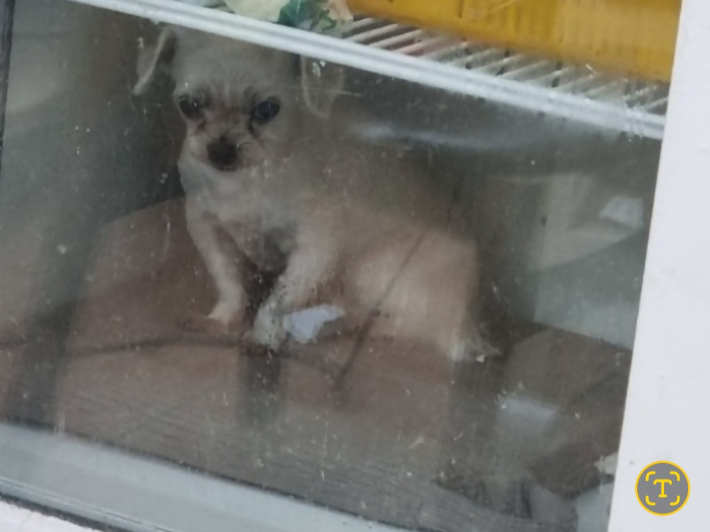 부산의 한 식당에서 영업용 냉장고에 반려견을 넣어둔 모습이 공개돼 동물학대 논란이 일었다. 동물권단체 케어 제공