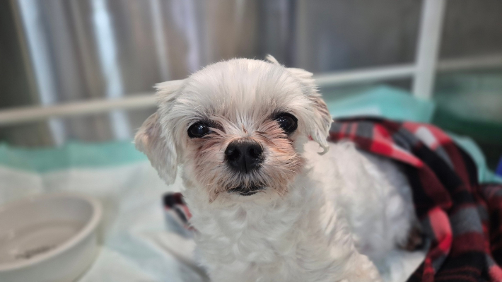 동물학대 논란 불거진 부산의 한 식당 주인이 기르는 몰티즈. 동물권단체 케어 제공 