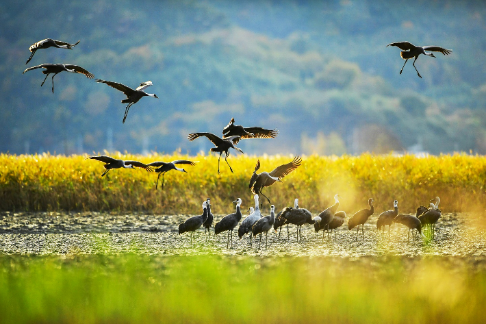 순천만습지를 찾은 흑두루미들. 순천시 제공