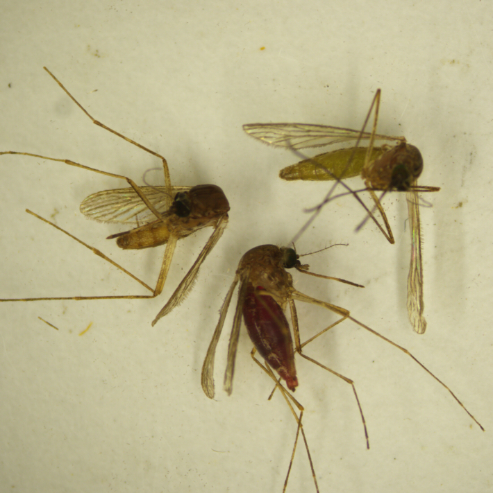 작은 빨간집 모기. 전남도 보건환경연구원 제공