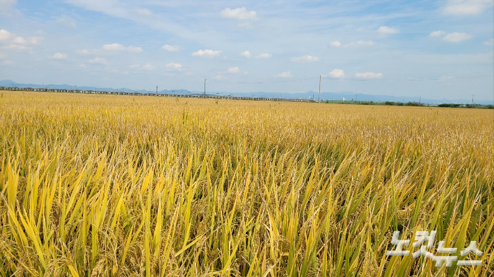 수확을 앞두고 있는 익산 춘포 들녘. 도상진 기자 