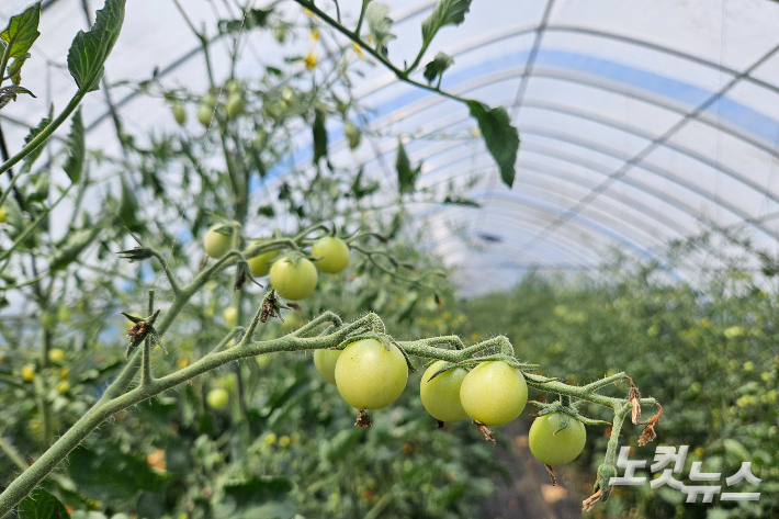 5일 오전 찾은 강원 춘천시 동면 지내리 토마토 재배 비닐하우스 안 폭염으로 성장이 멈춘 토마토 모습. 구본호 기자