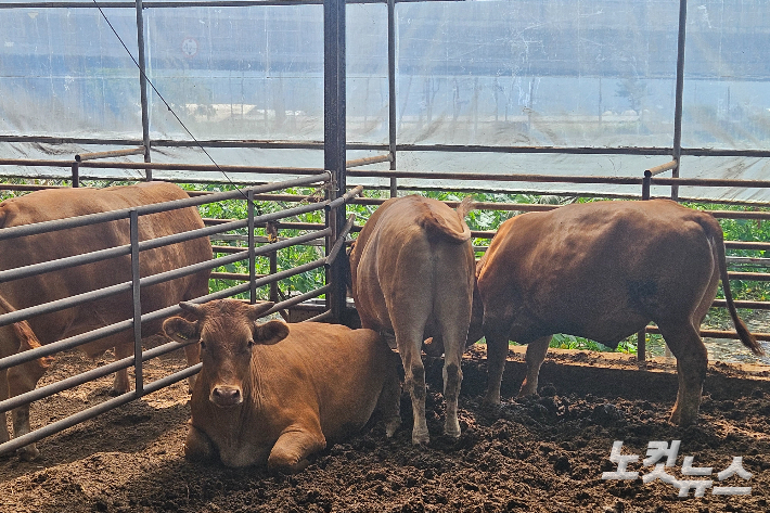 5일 오전 강원 춘천의 한 한우농가 모습. 구본호 기자