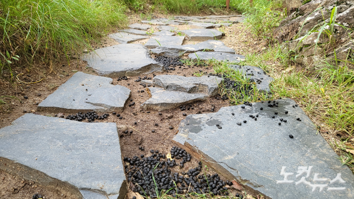 양구 민통선 이북 탐방로 곳곳에서 쉽게 발견되는 천연기념물 산양의 배설물과 흔적들. 양구=진유정 기자