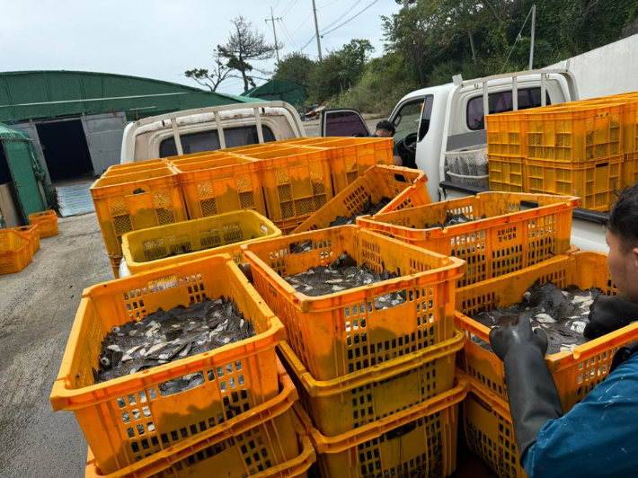 지난해 고수온 피해 현장. 포항시 제공