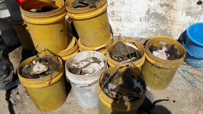 고수온에 폐사한 강도다리. 자료사진