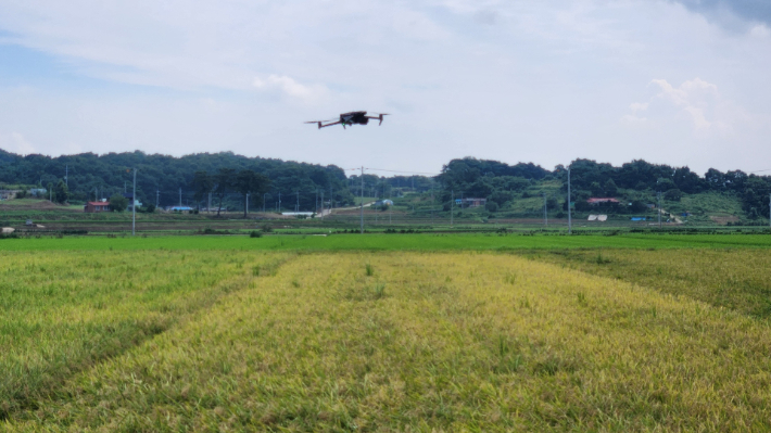허수아비 대신 황금들녘 지키는 드론. 충남도 제공