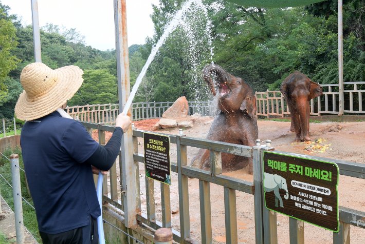광주광역시 우치동물원이 기록적인 폭염 속에서 다양한 동물들의 맞춤형 여름나기 모습을 시민들에게 선보였다. 광주시 제공