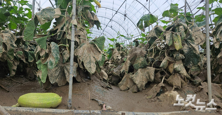 최근 내린 폭우로 강물이 넘쳐 진흙 범벅이 된 애호박 재배 현장. 임성민 기자