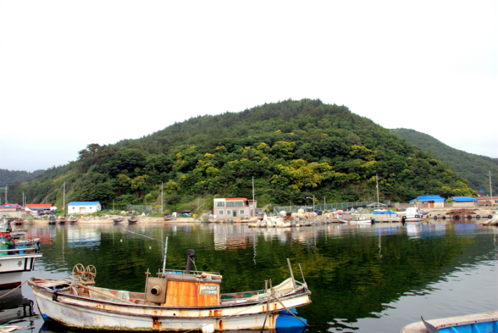 포항 발산리 모감주나무와 병아리꽃나무 군락. 포항시 제공