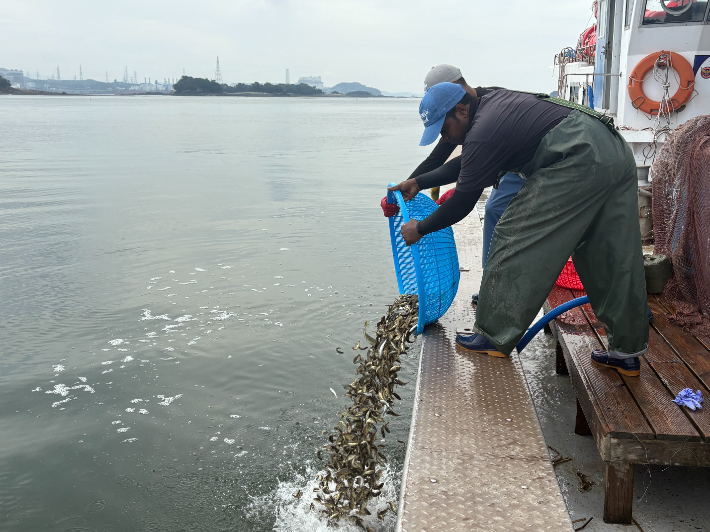 양식 물고기를 긴급 방류하는 모습. 충남도 제공