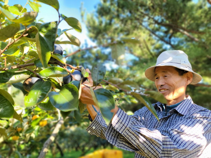 전남 유기농 명인 1호에 선정된 담양서 단감 농사를 짓는 라상채 씨. 전라남도 제공