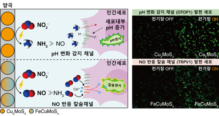전기 신호로 원하는 신호물질을 합성하는 바이오전기합성 플랫폼 모식도 (왼쪽)와 이를 활용한 세포 정밀 제어 결과. KAIST 제공