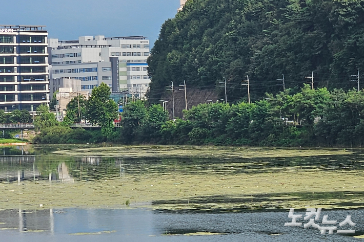 지난 11일 오후 강원 춘천시 근화동 소양1교 상류 부근에 떠다니는 부유물. 구본호 기자.