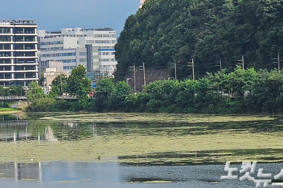 지난 11일 오후 강원 춘천시 근화동 소양1교 상류 부근에 떠다니는 부유물. 구본호 기자.